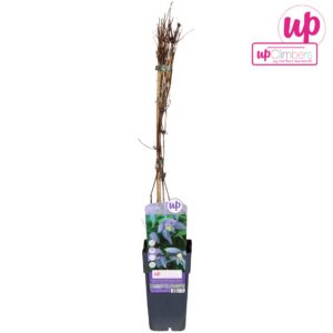 Clematis alpina Clematis Alpina P15
(10 Plants/Order)(15cmP 65cmH)