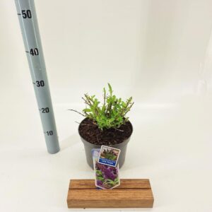 Buddleja Butterfly Candy Little Pur Buddleja d. Butt. Candy® Little Purple ('BotEx 001'PBR)
(1 Plants/Order)(19cmP 35cmH)