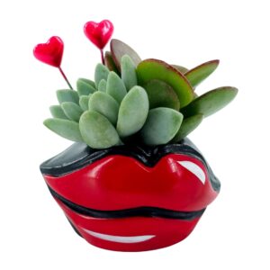 Succulenten Hotlips
(25 Plants/Order)(4cmP cmH)