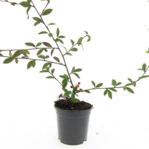 Cotoneaster salicifolius Cotoneaster sal. 'Herbstfeuer'
(8 Plants/Order)(14cmP 10cmH)