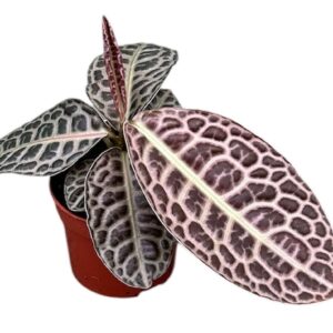 other plants Labisia Turtle Back
(9 Plants/Order)(10.5cmP 15cmH)