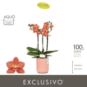Phalaenopsis Multiflora Exclusivo Eos 3 spike in Molise Salmon Aquo
(6 Plants/Order)(12cmP 45cmH)