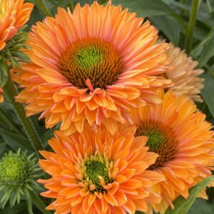 Echinacea purpurea Echinacea Sunseekers Pumpkin Pie
(1 Plants/Order)(17cmP 35cmH)