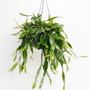 Rhipsalis Rhipsalis Crispata
(7 Plants/Order)(15cmP 35cmH)
