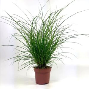 Carex brunnea Carex brunnea (groen) p12
(10 Plants/Order)(12cmP 25cmH)