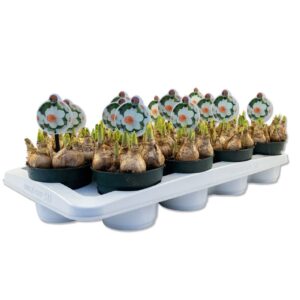 Narcissus Narcissus Iwona
(12 Plants/Order)(12cmP 10cmH)