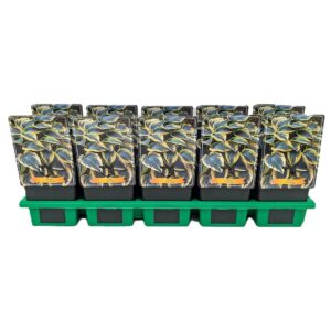 Hosta other Hosta 'First Frost' P11
(10 Plants/Order)(11cmP 25cmH)