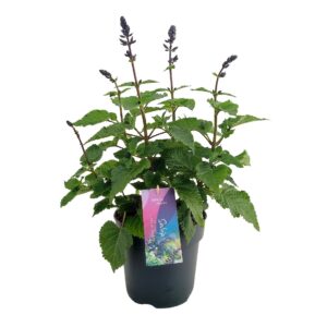 Salvia Salgoon Lake Blueberry Salvia salgoon Lake Blueberry p17 (NL)
(1 Plants/Order)(17cmP 50cmH)