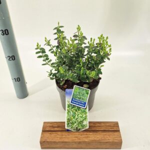 Euonymus fortunei Emerald Gaiety Euonymus fort. 'Emerald Gaiety'
(1 Plants/Order)(17cmP 20cmH)