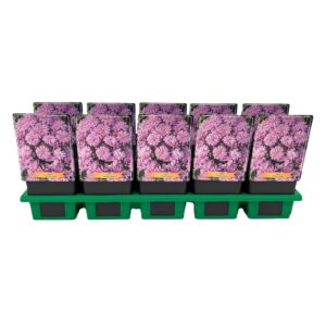 Aster Aster 'Wood's Pink' P11
(10 Plants/Order)(11cmP 25cmH)