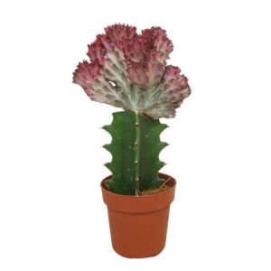 Euphorbia lactea Euphorbia lactea 'cristata' 8,5 cm
(18 Plants/Order)(8.5cmP 20cmH)