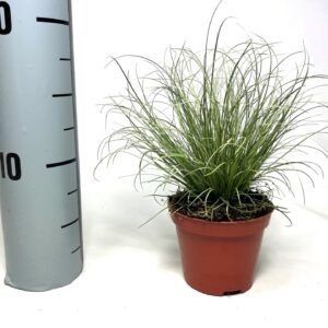 Carex comans Frosted Curls Carex Frosted Curls p8
(21 Plants/Order)(8cmP 606cmH)