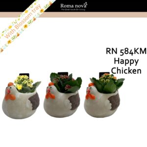 Kalanchoe 584KM - Happy Chicken (Kalanchoe mix)
(4 Plants/Order)(12cmP 14cmH)