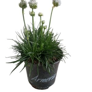 Armeria maritima Alba Armeria white
(8 Plants/Order)(12cmP 25cmH)