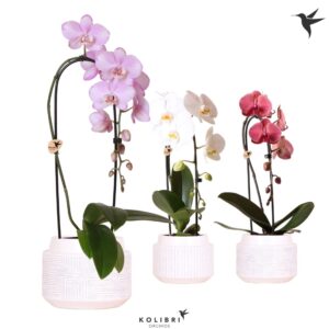 Phalaenopsis Elegant Cascade Kolibri Orchids Phalaenopsis Cascade Niagara Fall mix 1 spike in Maze Pot white
(3 Plants/Order)(12cmP 50cmH)