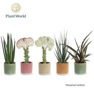 Sansevieria Cylindrica Sansevieria mix Simpson in Pot Elsa
(6 Plants/Order)(10.5cmP 25cmH)