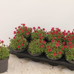 Saxifraga Alpino pink Saxifraga (Arendsii Grp) Alpino pink
(8 Plants/Order)(13cmP 15cmH)