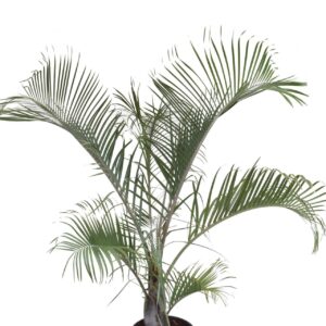 Neodypsis decaryi Dypsis decaryi P37 H190
(1 Plants/Order)(37cmP 190cmH)