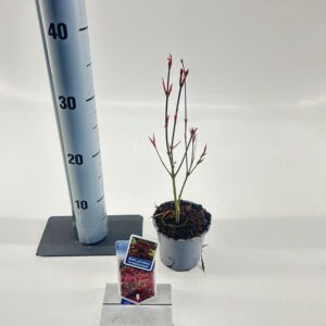 Acer palmatum Atropurpureum Acer pal. 'Atropurpureum'
(12 Plants/Order)(10.5cmP 40cmH)