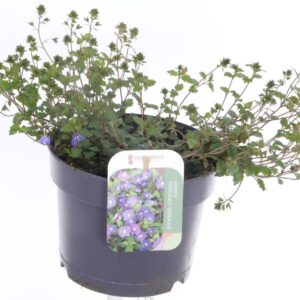 Veronica other Veronica Peduncularis Georgia Blue
(1 Plants/Order)(17cmP 25cmH)