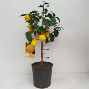 Citrus limon Citrus limonum "Meyer"
(1 Plants/Order)(21cmP 60cmH)