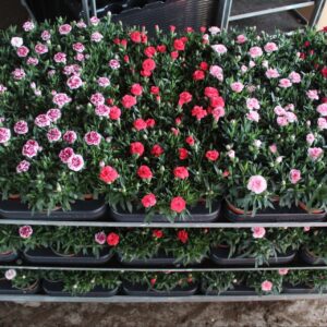 Carnation diversen
(18 Plants/Order)(9cmP 17cmH)