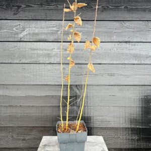 Carpinus betulus Carpinus betulus P17
(6 Plants/Order)(17cmP 60cmH)