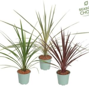 Cordyline Cordyline 'gemengd' 65 - 75 cm
(6 Plants/Order)(17cmP 60cmH)
