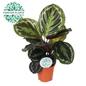 Calathea Medallion Calathea Medallion p14 PEAT FREE
(8 Plants/Order)(14cmP 45cmH)