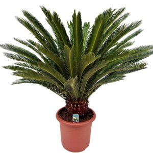 Cycas revoluta Cycas revoluta P40
(1 Plants/Order)(40cmP 130cmH)