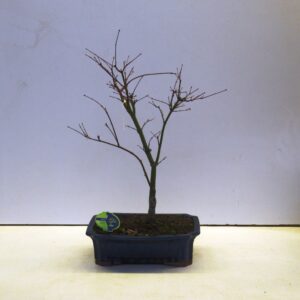 Acer palmatum Atropurpureum acer palmatum atropurpureum
(2 Plants/Order)(32cmP 80cmH)