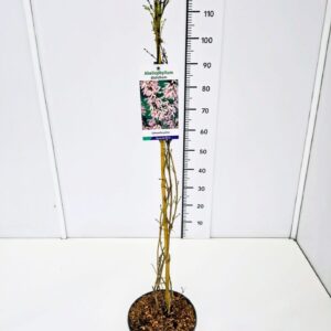 Abeliophyllum distichum Abeliophyllum distichum 80-100C5
(1 Plants/Order)(23cmP 100cmH)