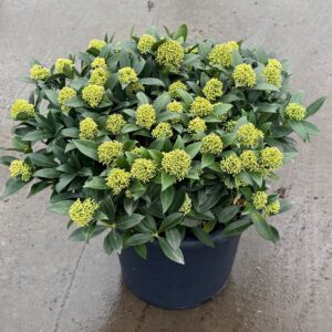 Skimmia japonica White Dwarf Skimmia japonica 'White Dwarf'
(1 Plants/Order)(31cmP 45cmH)