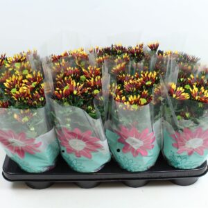 Chrysanthemum Splash Energy Chrysanthemum Splash Energy
(8 Plants/Order)(14cmP 27cmH)