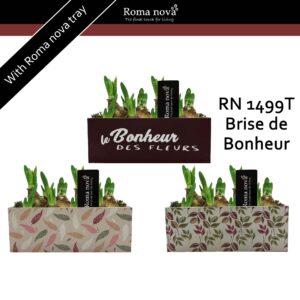 Narcissus Arrangement 1499T - Brise de Bonheur (Tete a Tete)
(6 Plants/Order)(23cmP 18cmH)