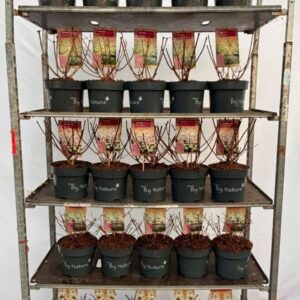 Hydrangea paniculata Limelight Hydrangea pan. 'Limelight'
(1 Plants/Order)(23cmP 70cmH)