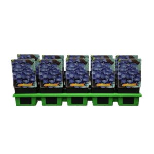 Campanula carpatica Campanula carpatica 'Perla Blue' P11
(10 Plants/Order)(11cmP 25cmH)