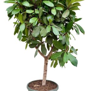 Ficus Ficus cyathistipula P40
(1 Plants/Order)(40cmP 150cmH)