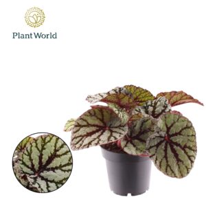 Begonia Magic Colours Fedor Begonia rex Fedor
(8 Plants/Order)(12cmP 25cmH)