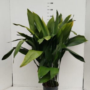 Aspidistra elatior Aspidistra elatior
(1 Plants/Order)(24cmP 80cmH)