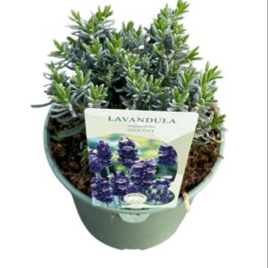 Lavandula angustifolia Hidcote Lavandula Angustifolia 'Hidcote'
(1 Plants/Order)(17cmP 30cmH)