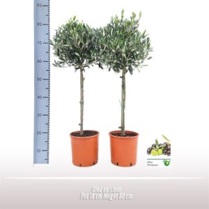Olea europaea Olea op stam
(3 Plants/Order)(19cmP 80cmH)