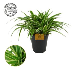 Chlorophytum Ocean Chlorophytum Ocean 15cm
(1 Plants/Order)(15cmP 25cmH)