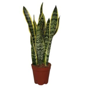Sansevieria Laurentii Sansevieria Laurentii Terracotta
(7 Plants/Order)(14cmP 45cmH)