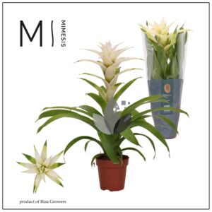 Guzmania Deseo White Guzmania Suerte White - 12cm | Mimesis
(10 Plants/Order)(12cmP 48cmH)