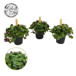 Callisia Turtle Callisia Turtle 5,5cm
(20 Plants/Order)(5.5cmP 10cmH)