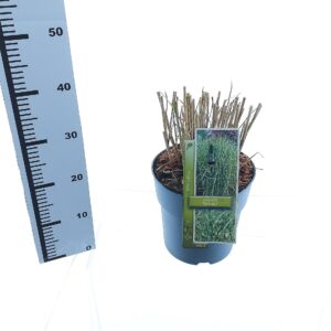Miscanthus sinensis Strictus Miscanthus sin. 'Strictus'
(1 Plants/Order)(23cmP 35cmH)