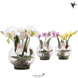 Phalaenopsis mixed Phalaenopsis Roots mix in Glas bowl transparant
(3 Plants/Order)(16cmP 50cmH)