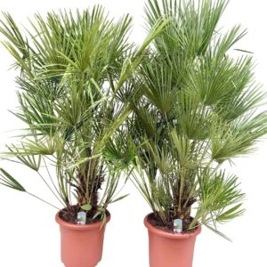 Chamaerops humilis Chamaerops humilis P40
(1 Plants/Order)(40cmP 180cmH)