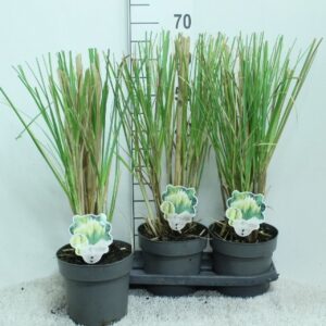 Cortaderia selloana Pumila Cortaderia selloana 'Pumila' P19
(3 Plants/Order)(19cmP 65cmH)
